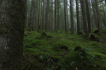 Natural variety found in a dark and foggy forest, in West Canada.  Shot during a hike.