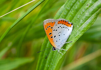 Dutch Large Copper, Lycaena dispar batava