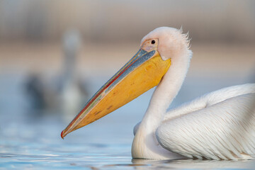Fototapeta na wymiar Great White Pelican, Pelecanus onocrotalus