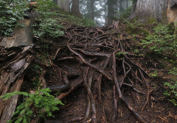 Natural variety found in a dark and foggy forest, in West Canada.  Shot during a hike.