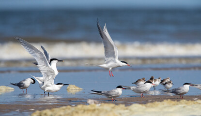 Sandwich Tern, Thalasseus sandvicensis