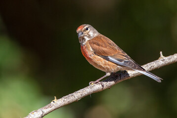 Common Linnet, Linaria cannabina