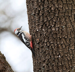 Middle Spotted Woodpecker, Dendrocopos medius