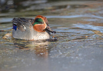 Eurasian Teal, Anas crecca