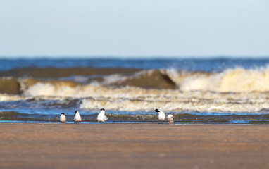 Sandwich Tern, Thalasseus sandvicensis