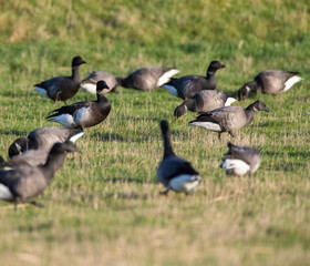 Black Brant, Branta nigricans