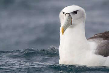 White-capped Albatross, Thalassarche steadi