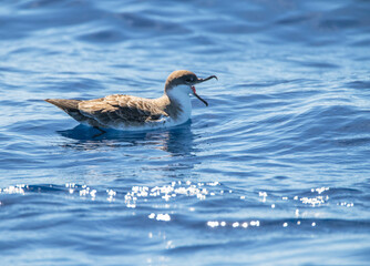 Great Shearwater, Puffinus gravis