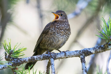 Eurasian Blackbird, Turdus merula