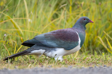 New Zealand Pigeon, Hemiphaga novaeseelandiae
