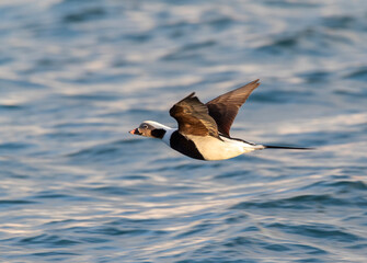 Long-tailed Duck, Clangula hyemalis