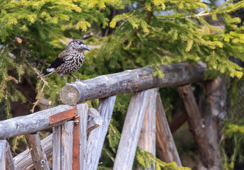 Spotted Nutcracker, Nucifraga caryocatactes