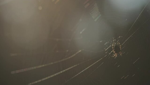 Spider web in the morning sunshine