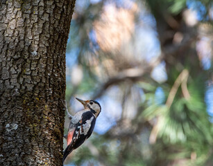 Syrian Woodpecker, Dendrocopos syriacus