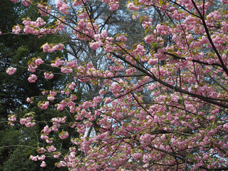 peach tree scient. name Prunus persica pink flowers