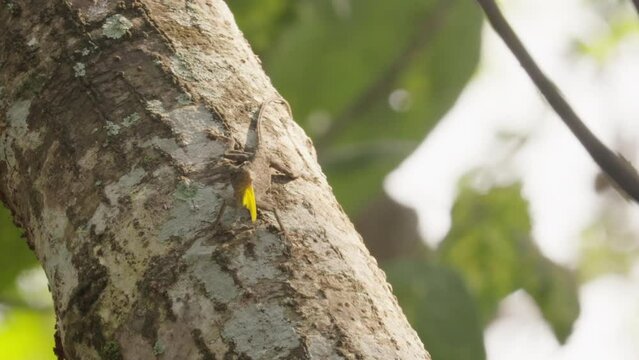 Draco lizard jumping off tree gliding with its wing-like membrane
