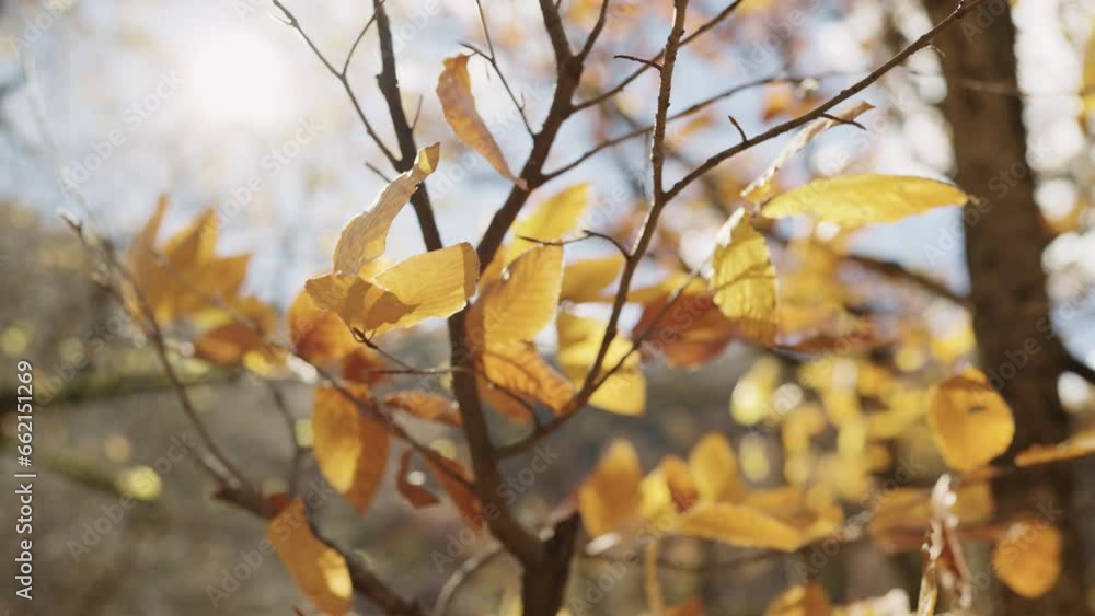 Canvas Prints slow motion of autumn leaves on a branch in october
