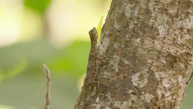 Dragon flying lizard opening and closing its dewlap and feeding on insects