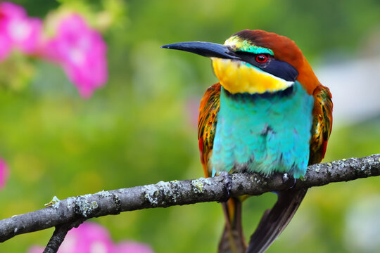 A colorful bird sits on a branch with flowers in the background.
