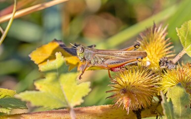 The Italian grasshopper, scientifically named Calliptamus italicus, is a species frequently seen in the southeastern Anatolia region of Turkey.