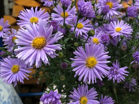 asters beautiful autumn flowers, many flowers, close up