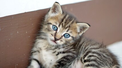Silly Kitten Scottish Fold Cat