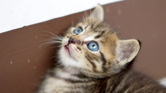 Silly Kitten Scottish Fold Cat