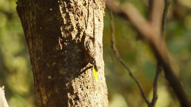 Draco flying lizard exhibiting animal behavior display structure for courtship