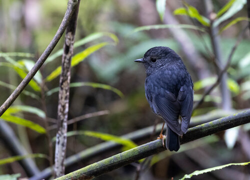 North Island Robin (Petroica longipe) perched on a branch in the bush