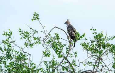 Changeable hawk-eagle or crested hawk-eagle (Nisaetus cirrhatus) is a bird of prey species of the family Accipitridae. Breed in the Indian subcontinent, mainly in India and Sri Lanka.