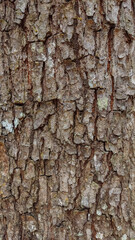 bark of a tree