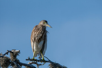 Ardeola grayii is a bird species from the heron family. It breeds in southern Iran, eastern India, Myanmar, Bangladesh and Sri Lanka.