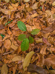 autumn leaves on the ground