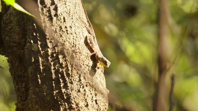 Male draco extending the dewlap and patagia for courtship or territorial dispute