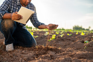 Agriculture, Expert hand of farmer checking soil health before growth a seed of vegetable or plant...