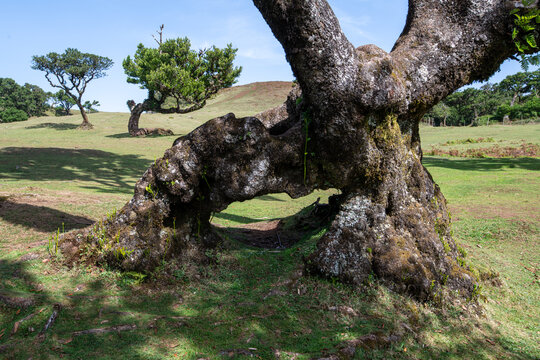 Laural Trees in Fanal / Madeira