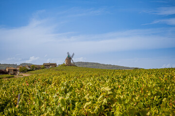 Fototapeta na wymiar Le Moulin à Vent au milieu des vignobles à Romanèche-Thorins