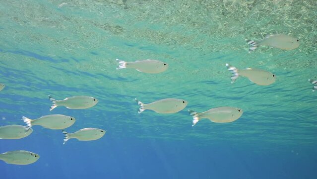 Shoal of Barred flagtail, Fiveband flagtail or Five-bar flagtail (Kuhlia mugil) swims in blue water under surface on sunny day in sunrays, Slow motion