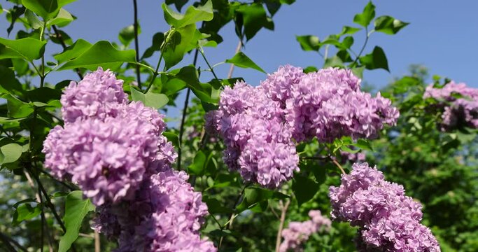 lilac trees during spring flowering , lilac flowers during flowering in spring park