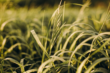 green grass background