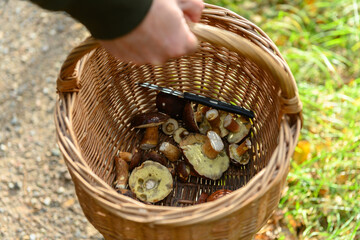 Man holding willow basket with flap mushrooms in