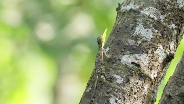 Beautiful draco gliding lizard with bright yellow dewlap