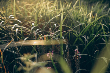 green grass on sunset
