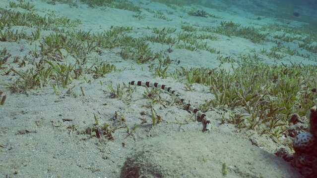 Harlequin Snake Eel (Myrichthys colubrinus) crawls along sandy bottom covered with green sea grass in daytime, Slow motion