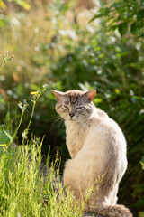 振り向く猫