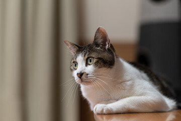 見つめる猫　キジトラ白