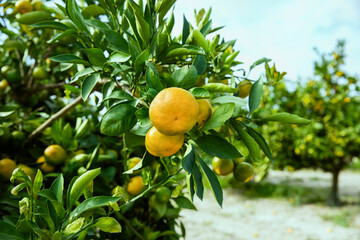Obrazy na Plexi  dojrzewające mandarynki na drzewie na plantacji mandarynek