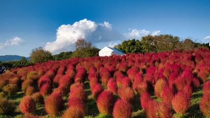 万博記念公園のコキアの紅葉
