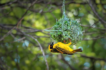 WCC_6952- edited