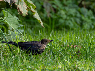 One of the most familiar birds in parks and gardens of Europe, the common blackbird. 